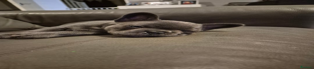 French Bulldog Puppy 1