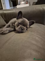 French Bulldog dogs - Advert 9