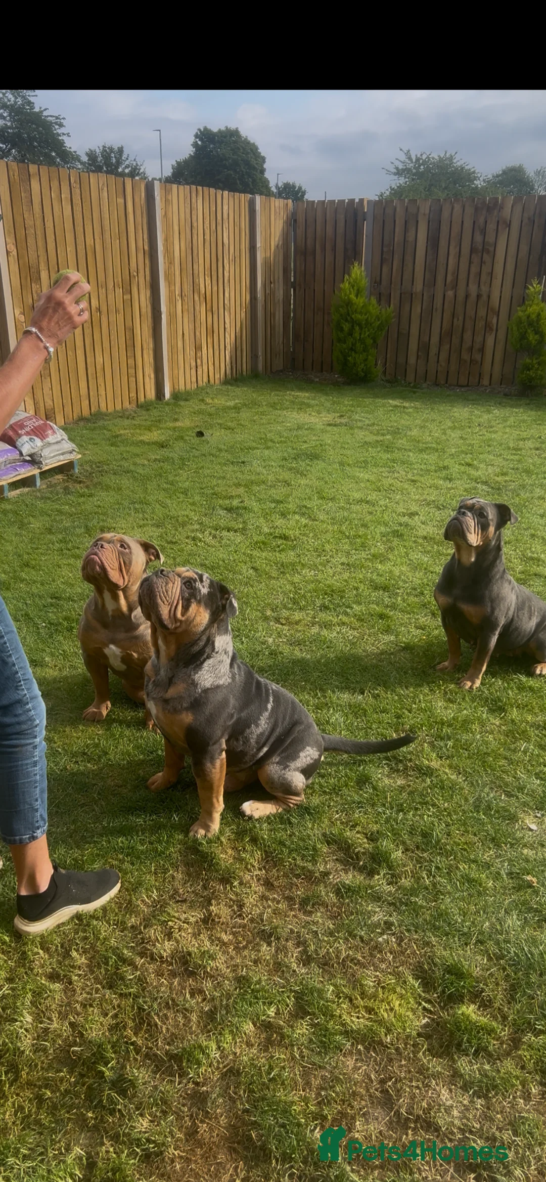 Olde English Bulldogge dogs for stud: Bullplanet's King Titan DNA/BVA Eye/BVA Hip/Elbow in Northallerton - Advert 9