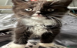 Ragdoll cats for sale: Stunning Ragdoll cross kittens - Image 3