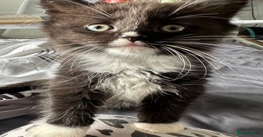 Ragdoll cats - Advert 13