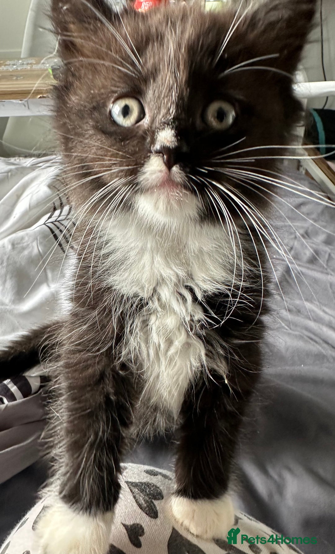 Ragdoll cats for sale: Stunning Ragdoll cross kittens - Image 3