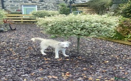 Mixed Breed dogs for adoption: Adorable Abbie is still Looking for Love 🐾 - Image 18