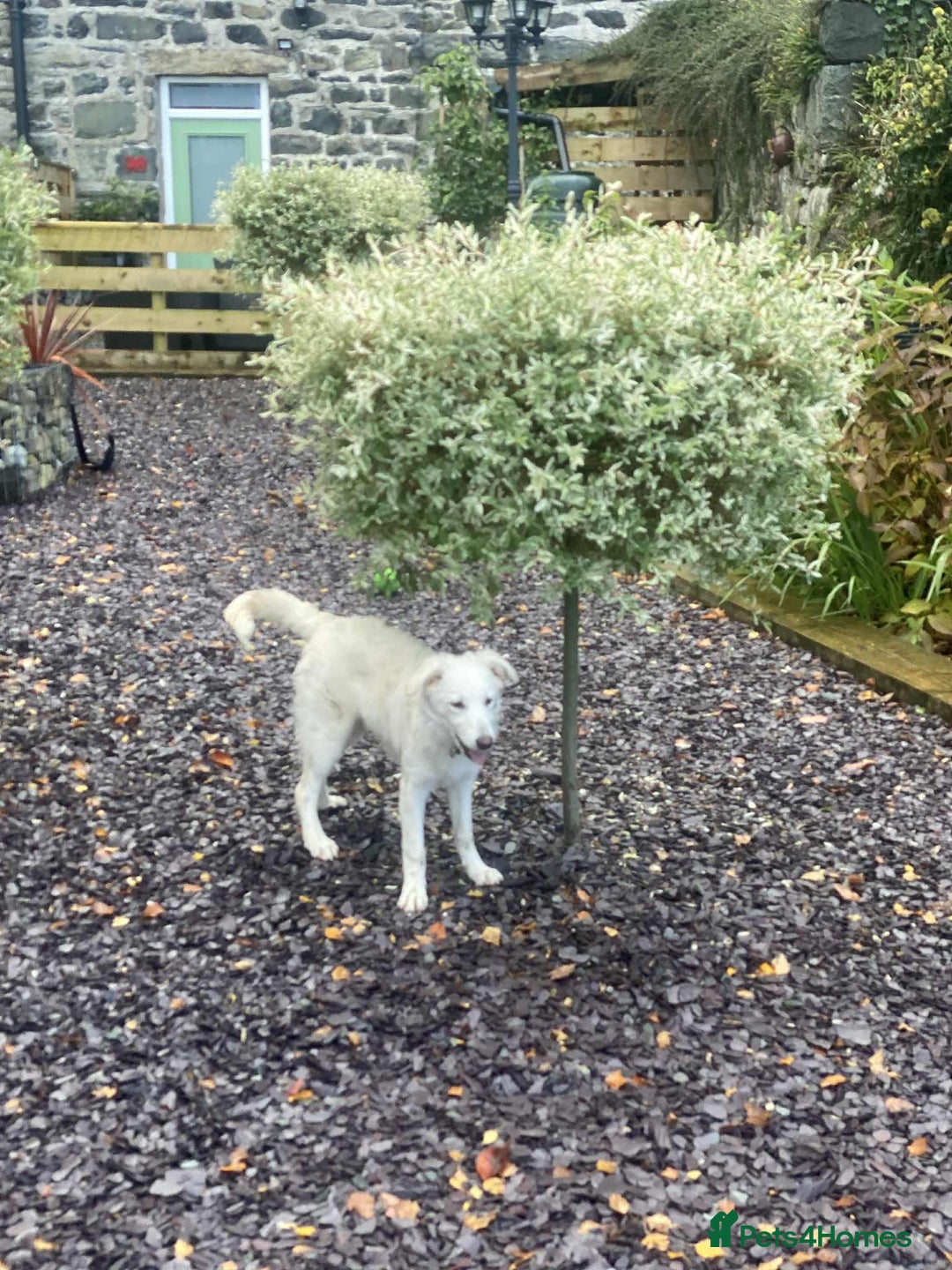 Mixed Breed dogs for adoption: Adorable Abbie is still Looking for Love 🐾 - Image 18