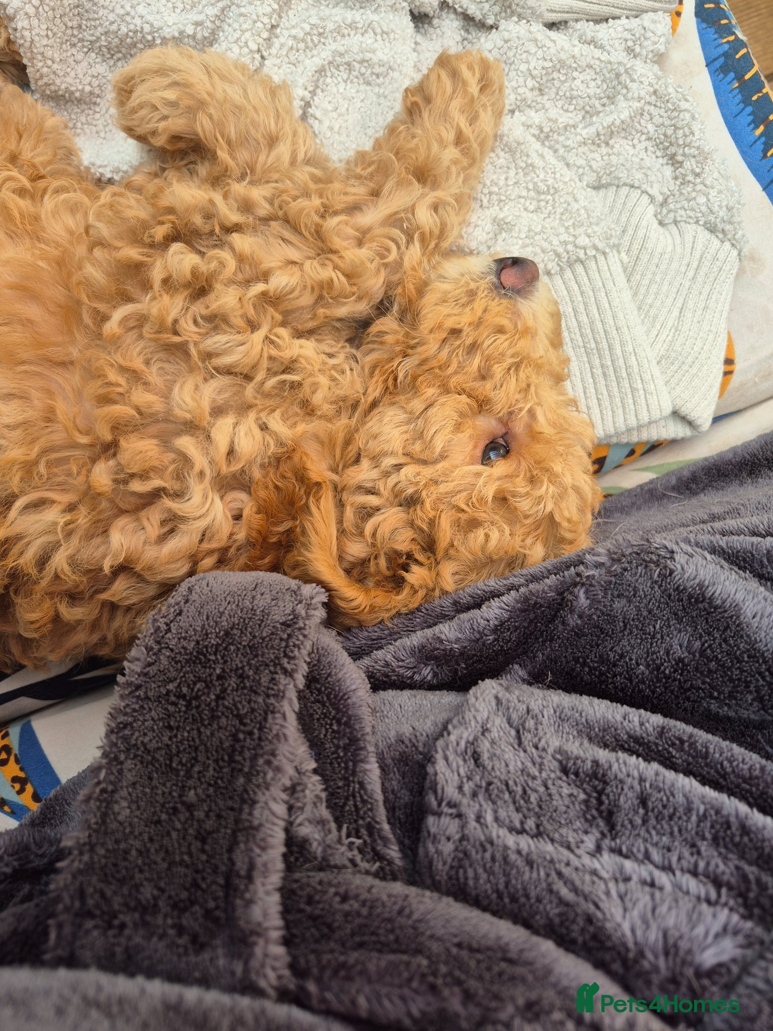 Double Doodle dogs for sale: Golden doodle x labradoodle pups - Advert 5