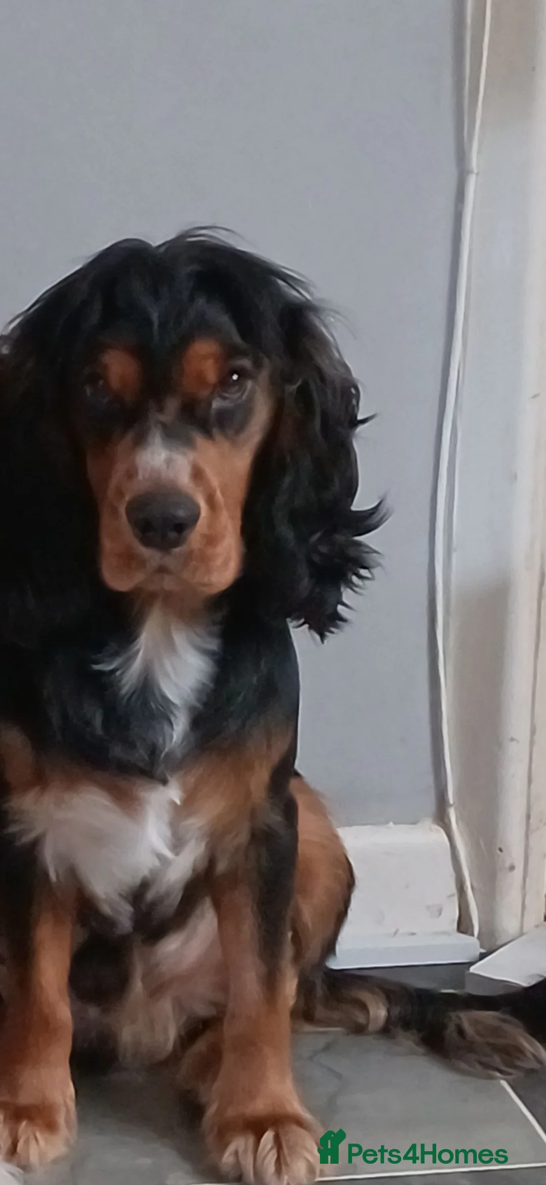 Cocker Spaniel dogs for sale: 2yr old male tri-colour cocker spaniel  - Advert 2