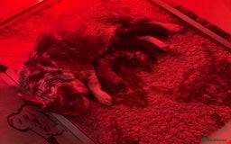 French Bulldog dogs for sale: 🐶 French Bulldog Pups 🐶 - Advert 4