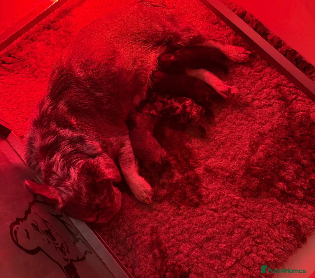 French Bulldog dogs for sale: 🐶 French Bulldog Pups 🐶 - Advert 4