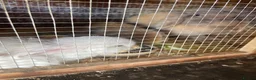 Mini Lop rabbits for sale: 2 mini lop bunnies - Advert 16
