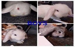 Mini Lop rabbits for sale: Beautiful Mini Lops Ready for new homes  - Image 3
