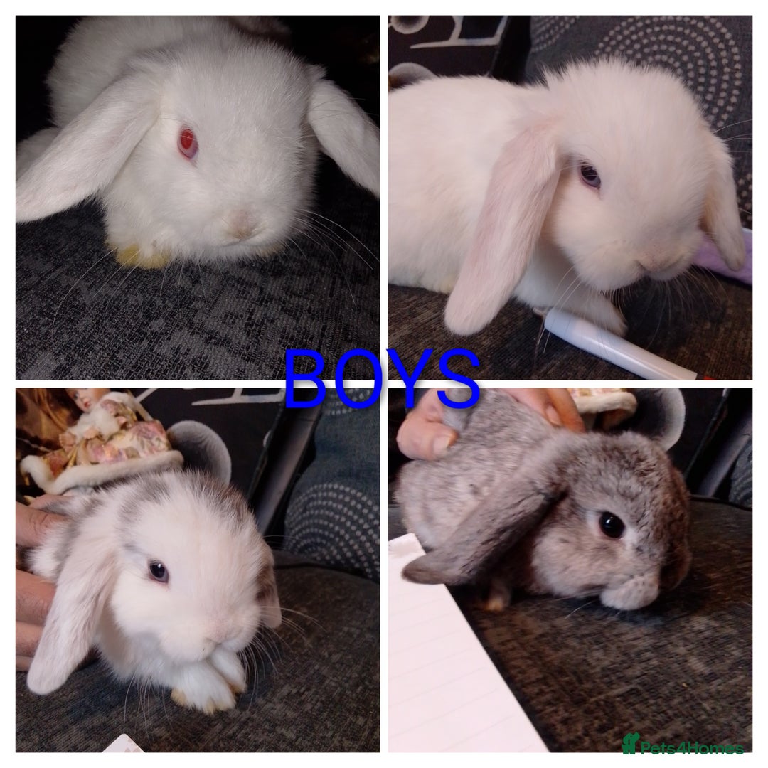 Mini Lop rabbits for sale: Beautiful Mini Lops Ready for new homes  - Image 3