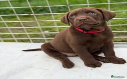Labrador Retriever dogs for sale: KC SILVER/CHOCOLATE PEDIGREE LABRADOR PUPIES - Image 9