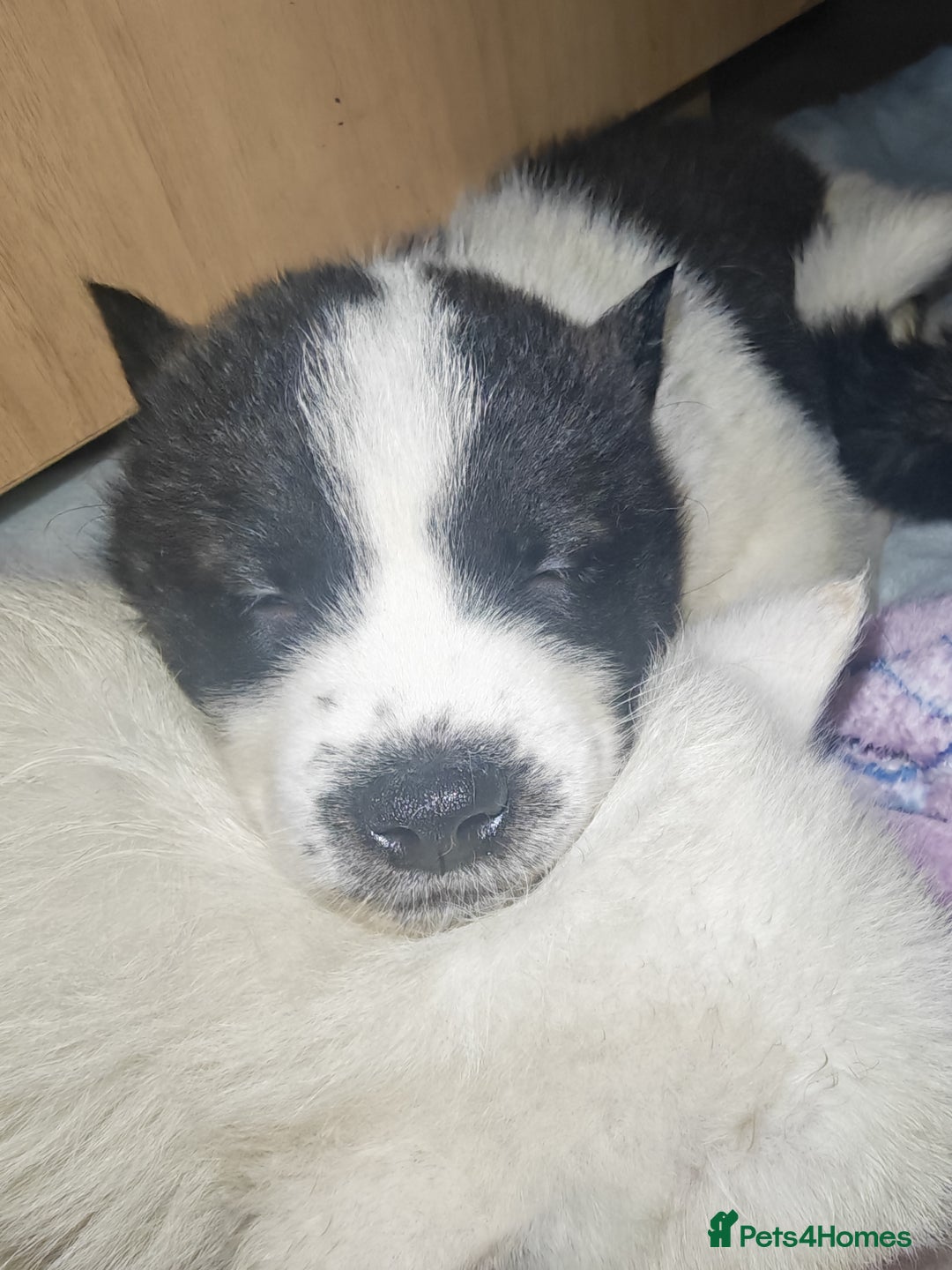 Akita dogs for sale: Akita puppys ready now  - Advert 19