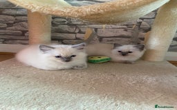 Ragdoll cats for sale: Ragdoll kittens  - Image 2