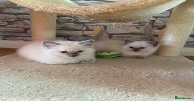 Ragdoll cats - Advert 16