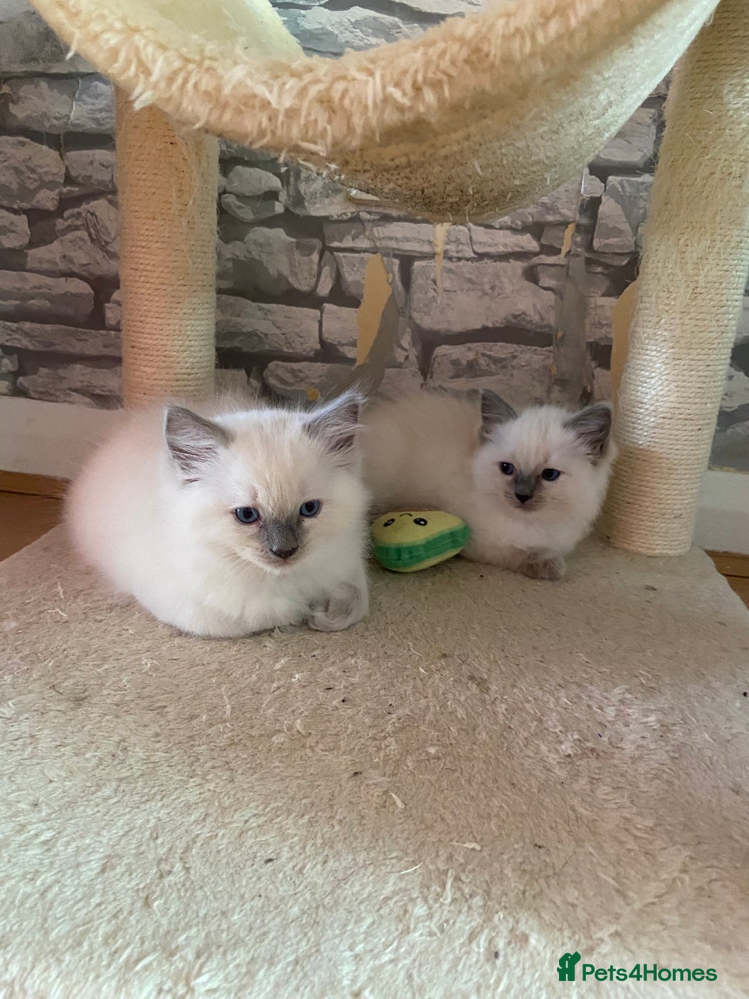 Ragdoll cats for sale: Ragdoll kittens  - Image 2
