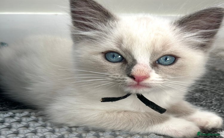 Ragdoll cats - Advert 1