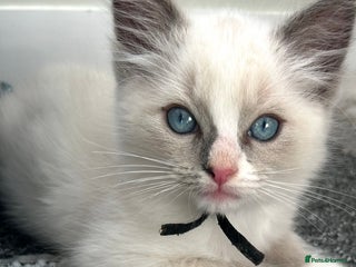 Ragdoll cats - Advert 6