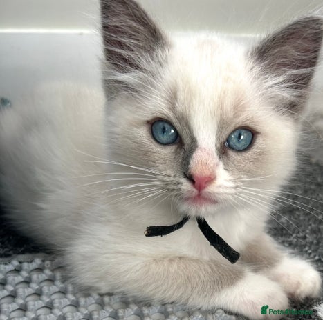 Ragdoll cats - Advert 1