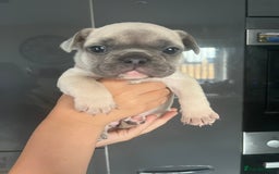 French Bulldog dogs for sale: Ready to leave on the 12th of September - Image 32