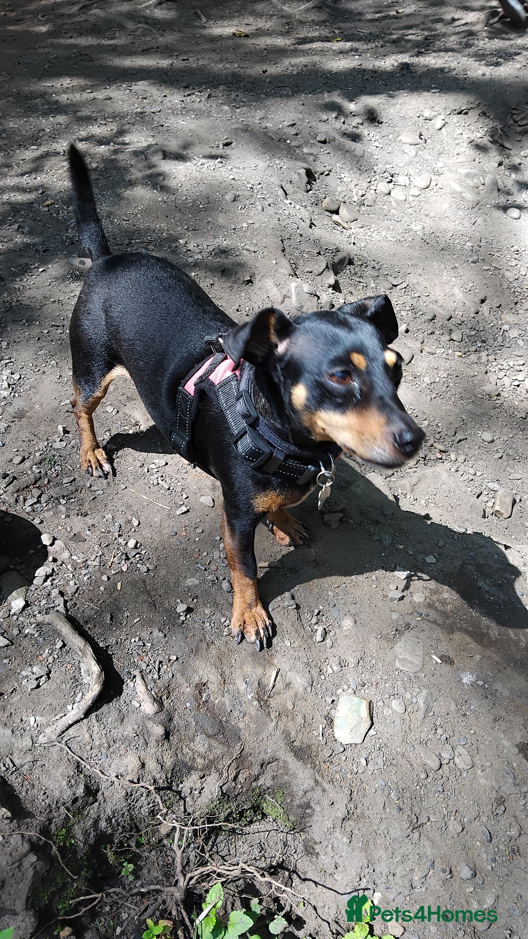 Jack Russell dogs for sale: Roxi 6 year old Jack russle  - Advert 5