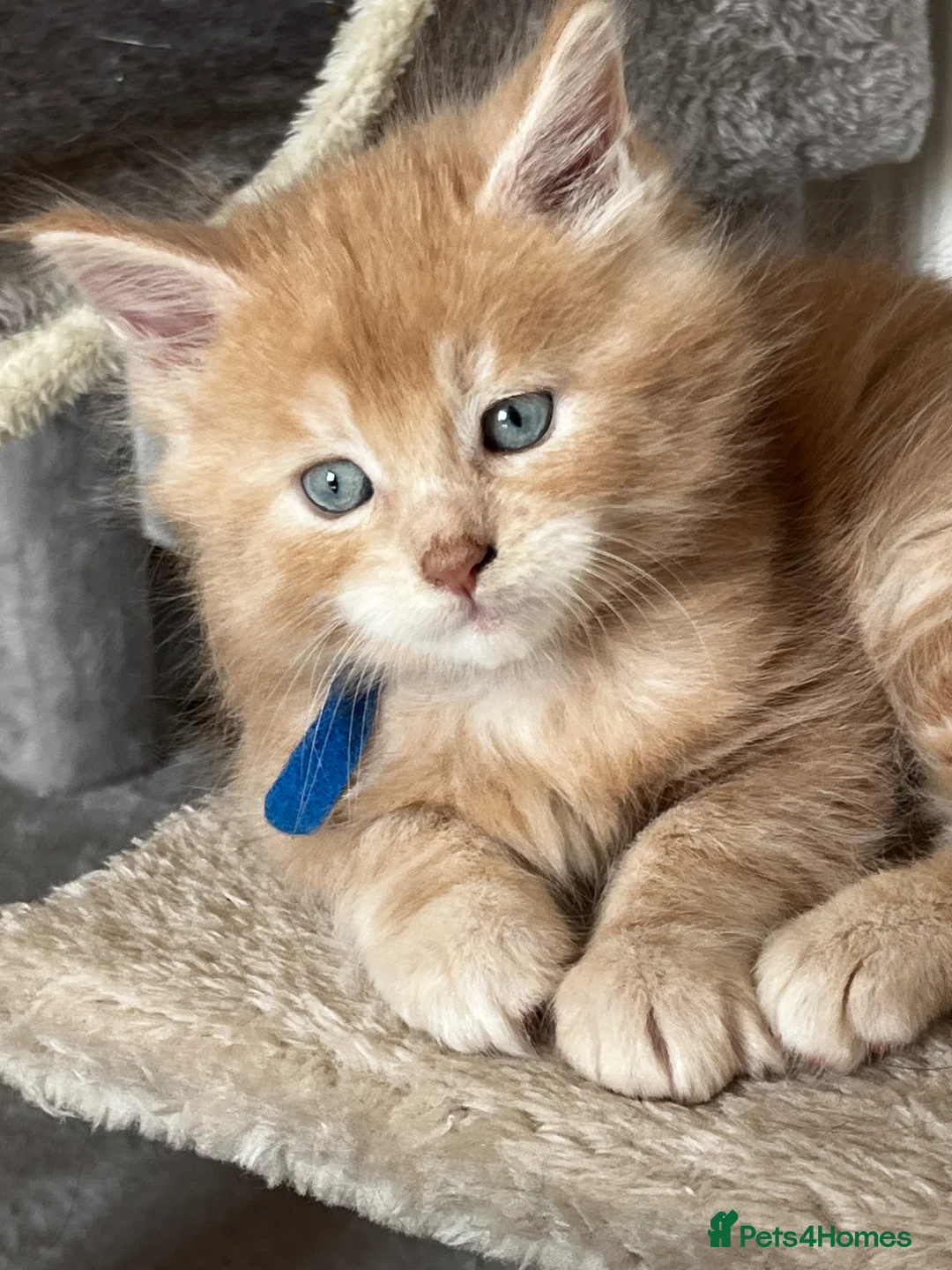 Maine Coon cats for sale: Stunning male Maine Coon kittens  - Advert 2