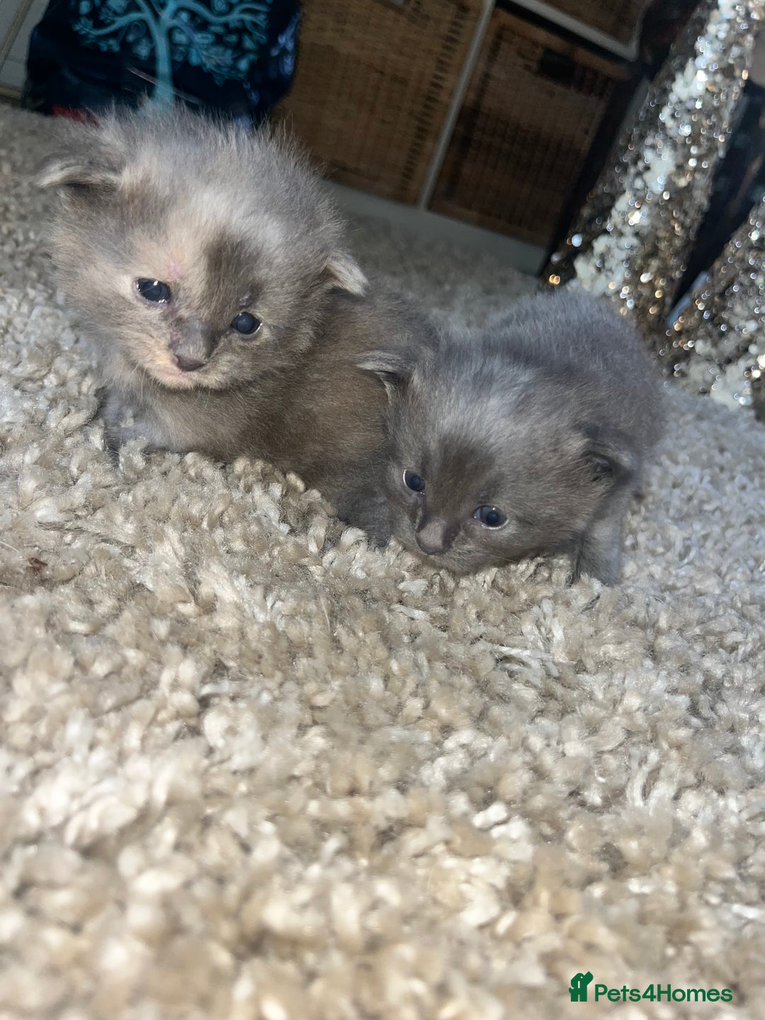 Maine Coon cats for sale: Maine coon smoke kittens  - Advert 8