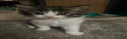 Mixed Breed cats for sale: Ready now! Fluffy little boy kitten  - Advert 8