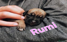 Mixed Breed dogs for sale: Pug x Lucher  - Image 25