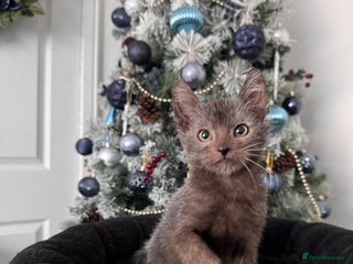 Lykoi cats Adorable Lykoi Kittens - Advert 5