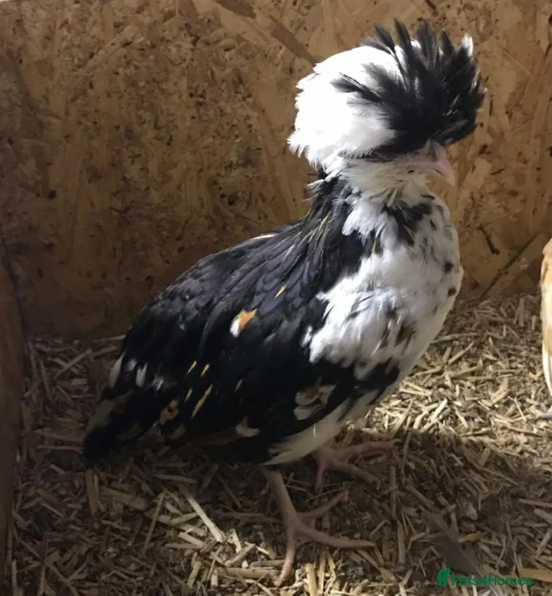 Chickens poultry for sale: Tolbunt Polish Large Fowl Hatching Eggs  - Advert 11