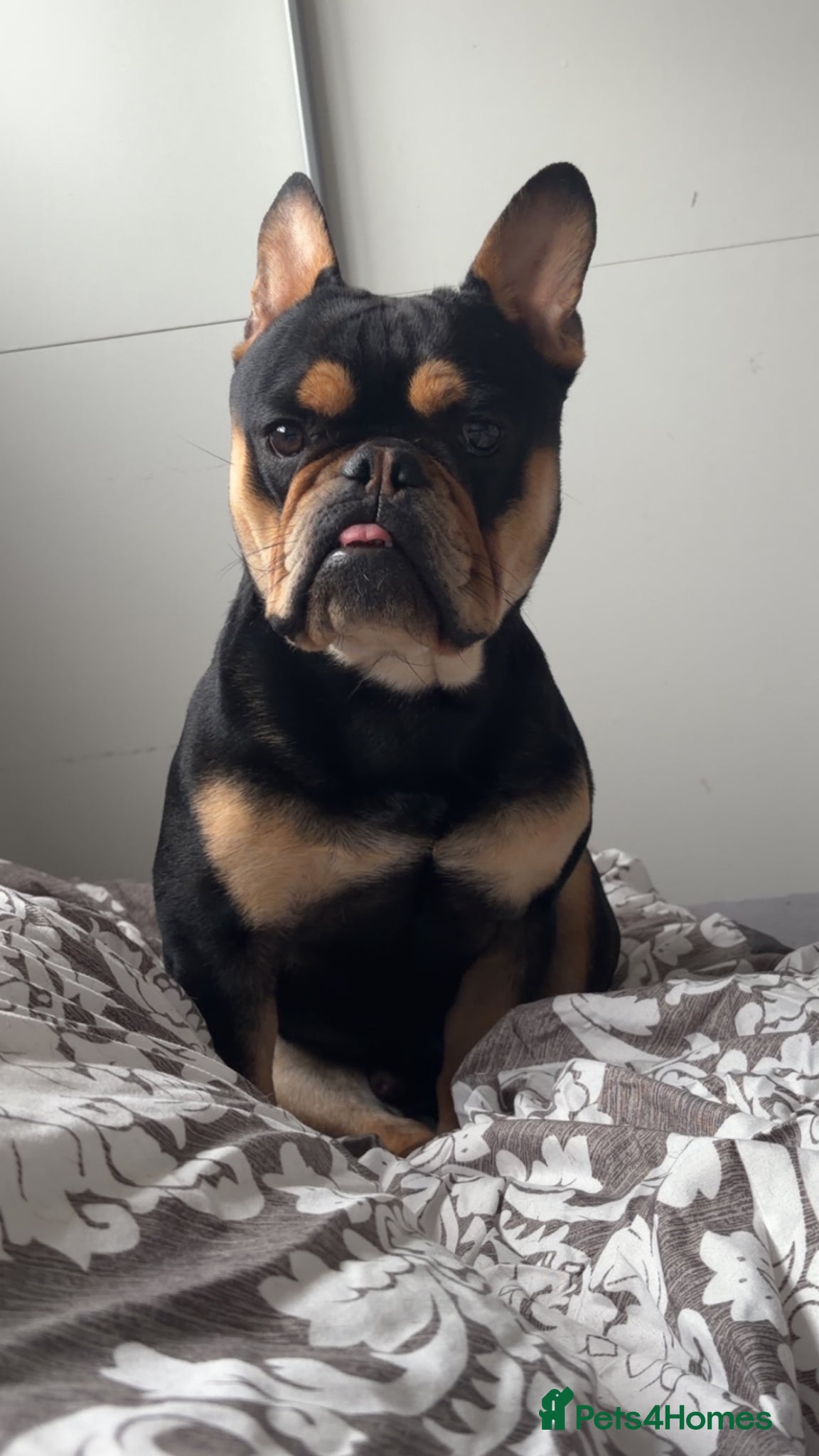 Mixed Breed dogs for sale: English x french Bulldog - Advert 2
