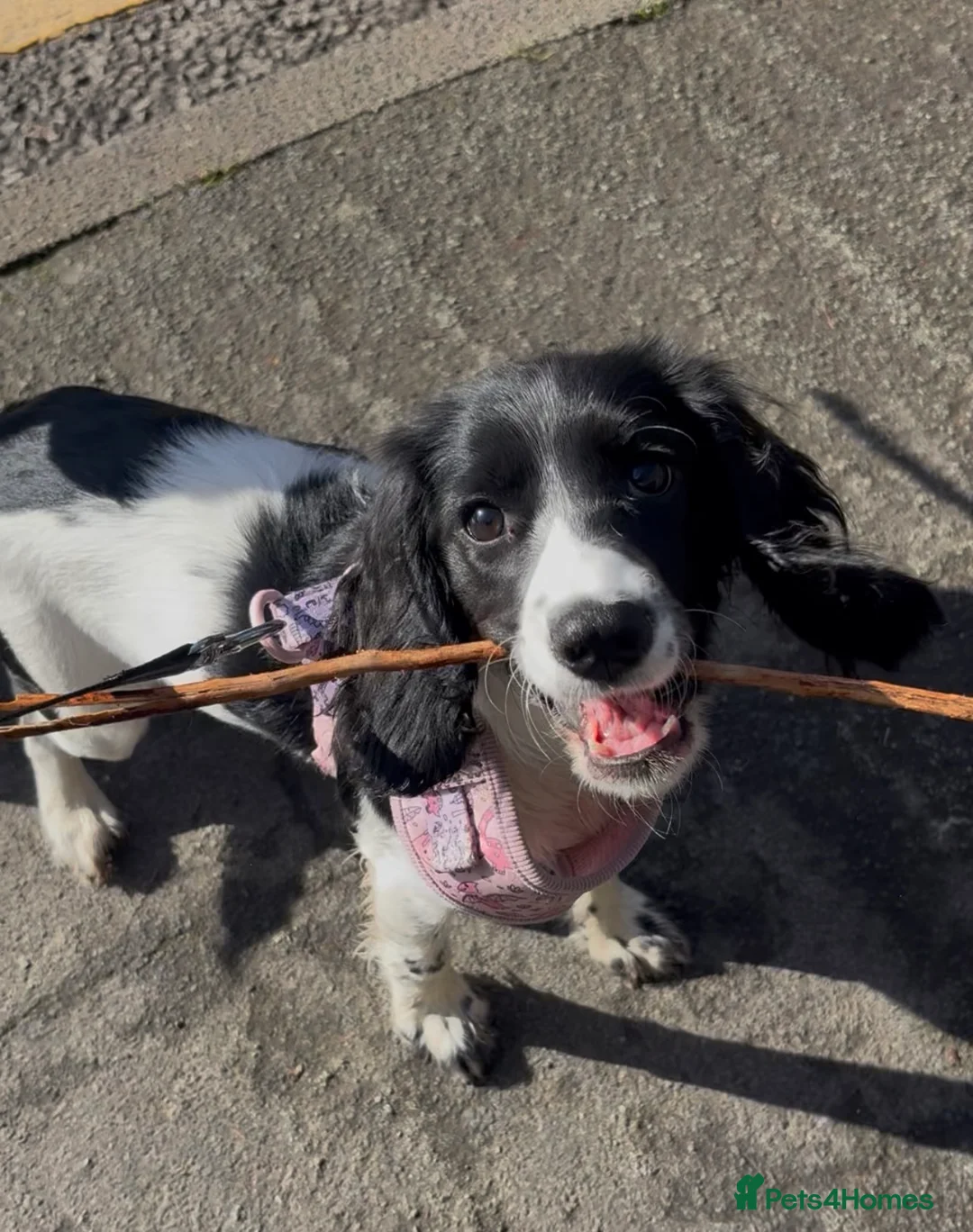 Mixed Breed dogs for sale: 6 month old puppy in Bagillt - Advert 1