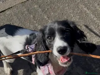 Mixed Breed dogs 6 month old puppy - Advert 1