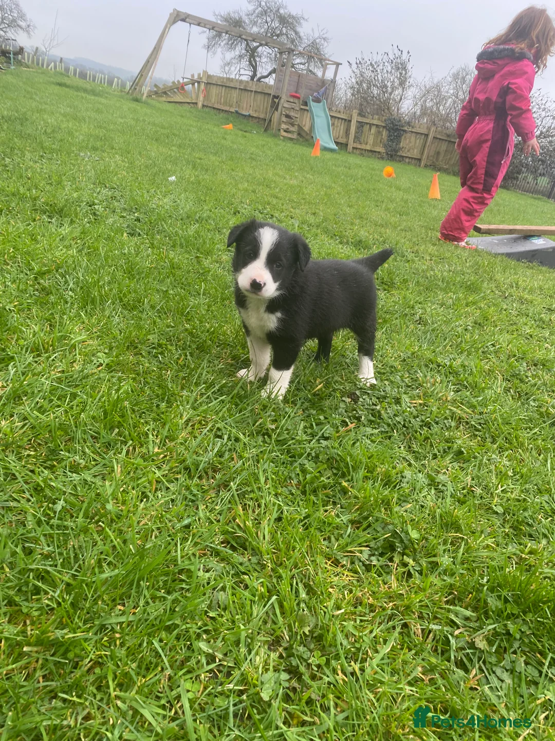 Mixed Breed dogs for sale: Gorgeous puppy’s off working parents (dairy farm) - Advert 2