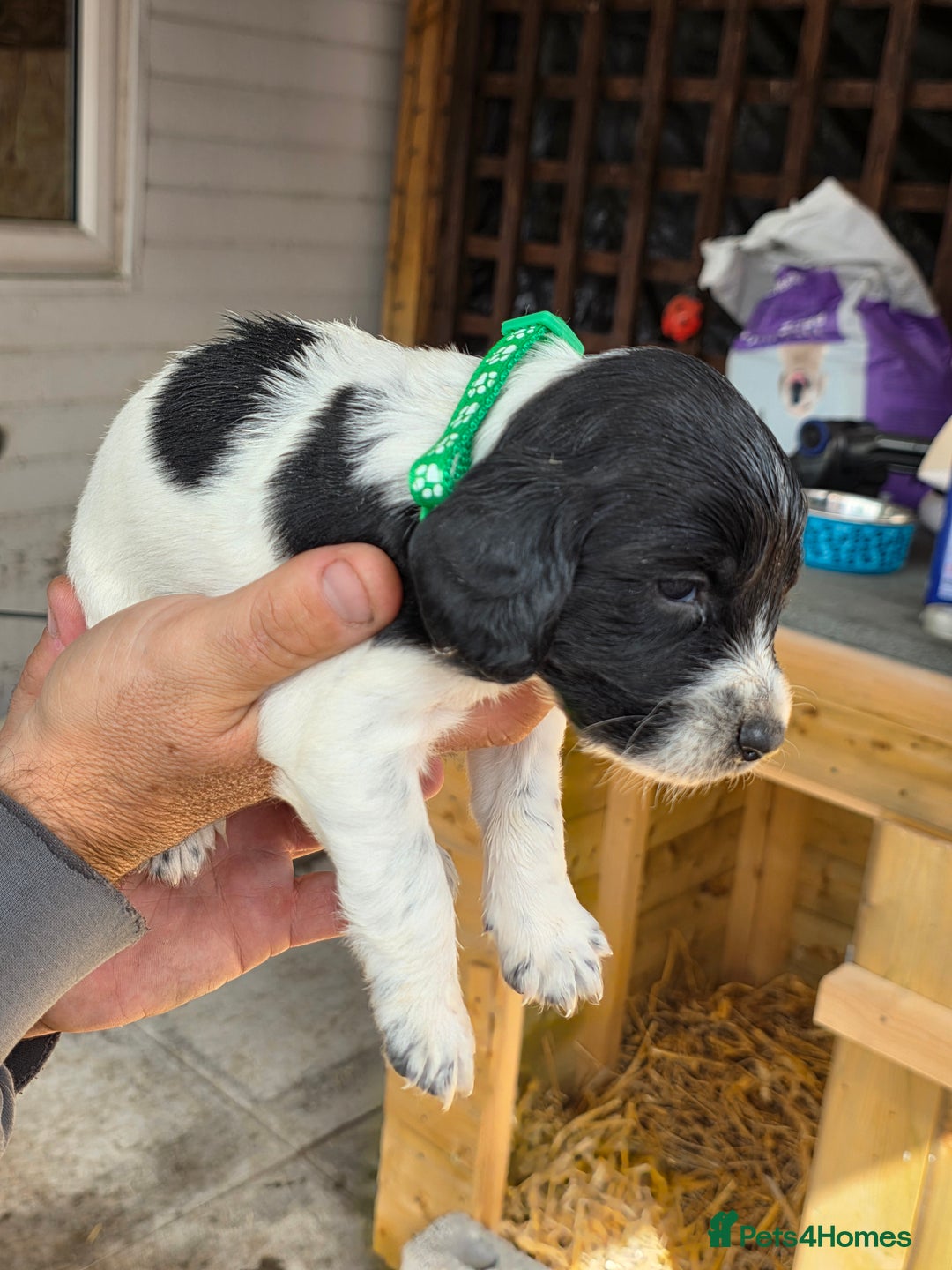 Cocker Spaniel dogs for sale: Cocker Spaniel Puppies - Image 4