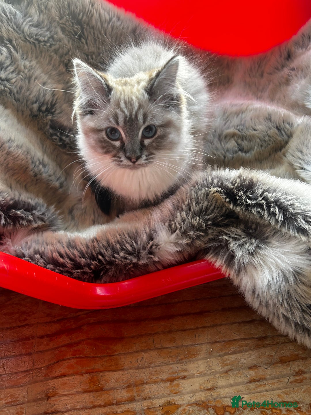 Ragdoll cats for sale: 5 STUNNING RAGDOLL KITTENS AVAILABLE NOW - Advert 19