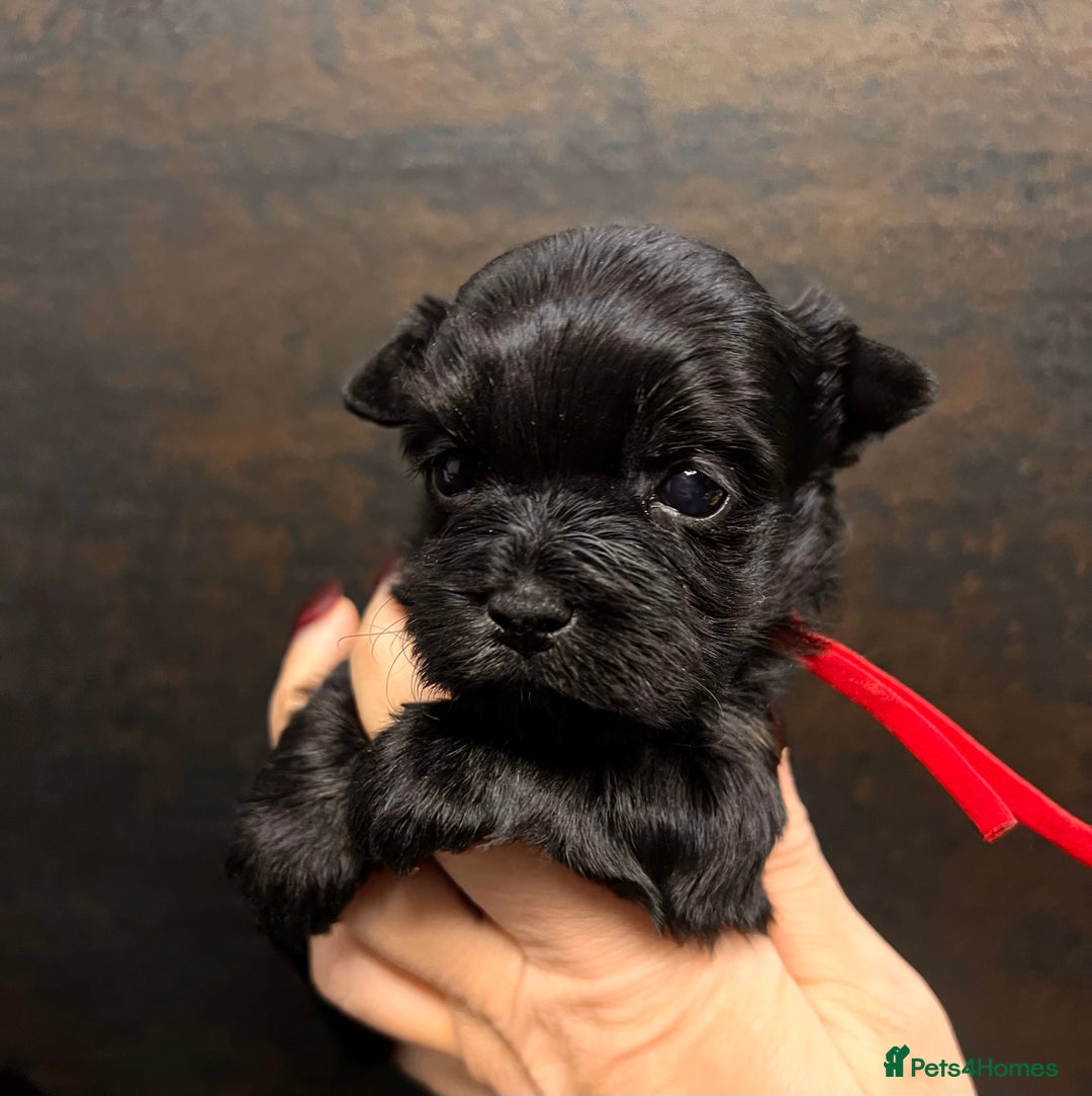 Yorkshire Terrier dogs for sale: ❀ Miniature Yorkshire Terriers – 4 Girls  ❀ - Advert 4