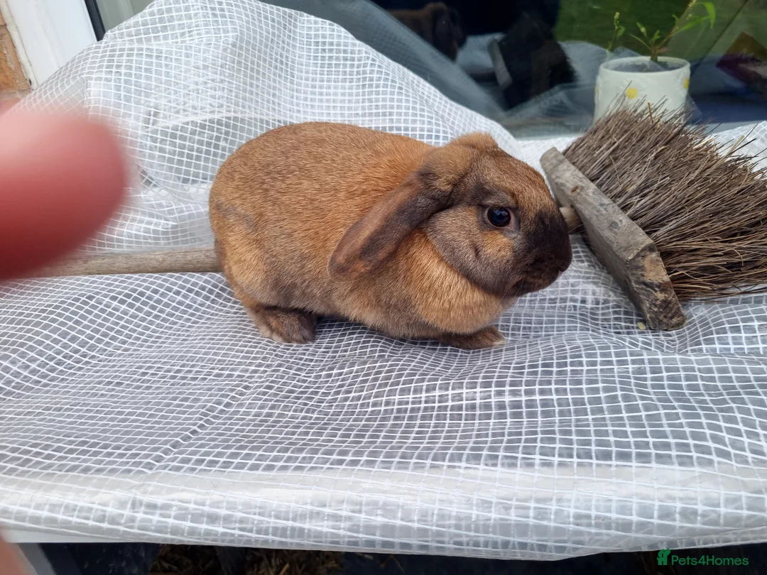 Mini Lop rabbits for sale: Mini lop in Houghton le Spring - Advert 7