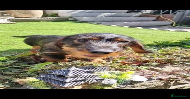 Dachshund dogs - Advert 12