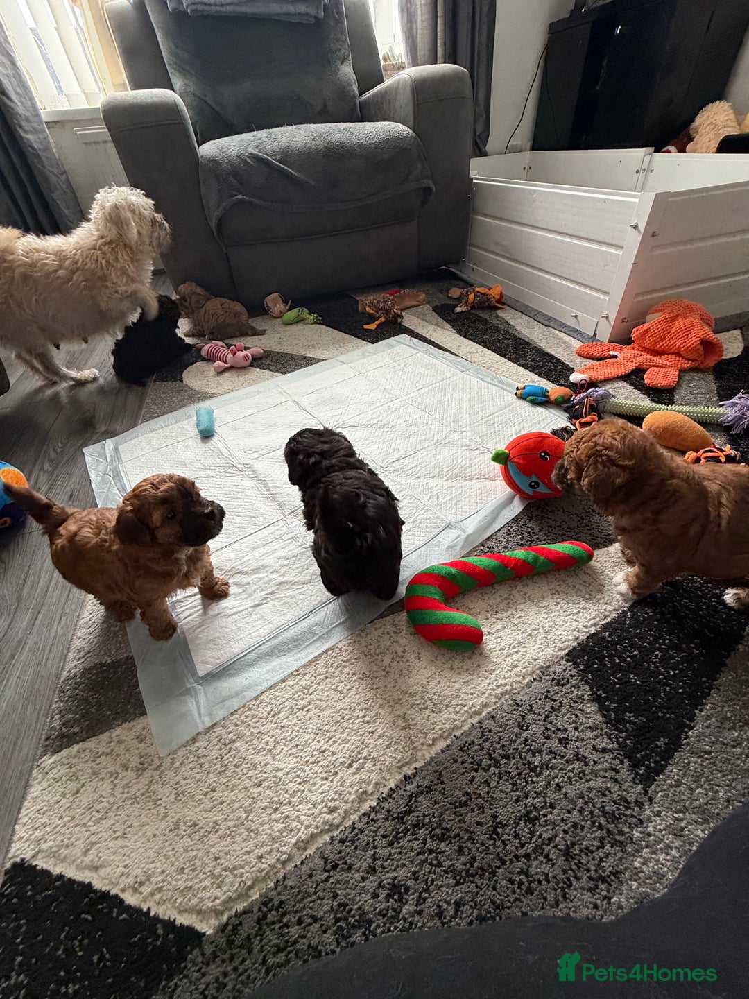 Maltipoo dogs for sale: Outstanding Malshipoo puppies - Image 17