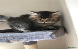 British Longhair cats for sale: British long hair kittens for sale  - Image 14