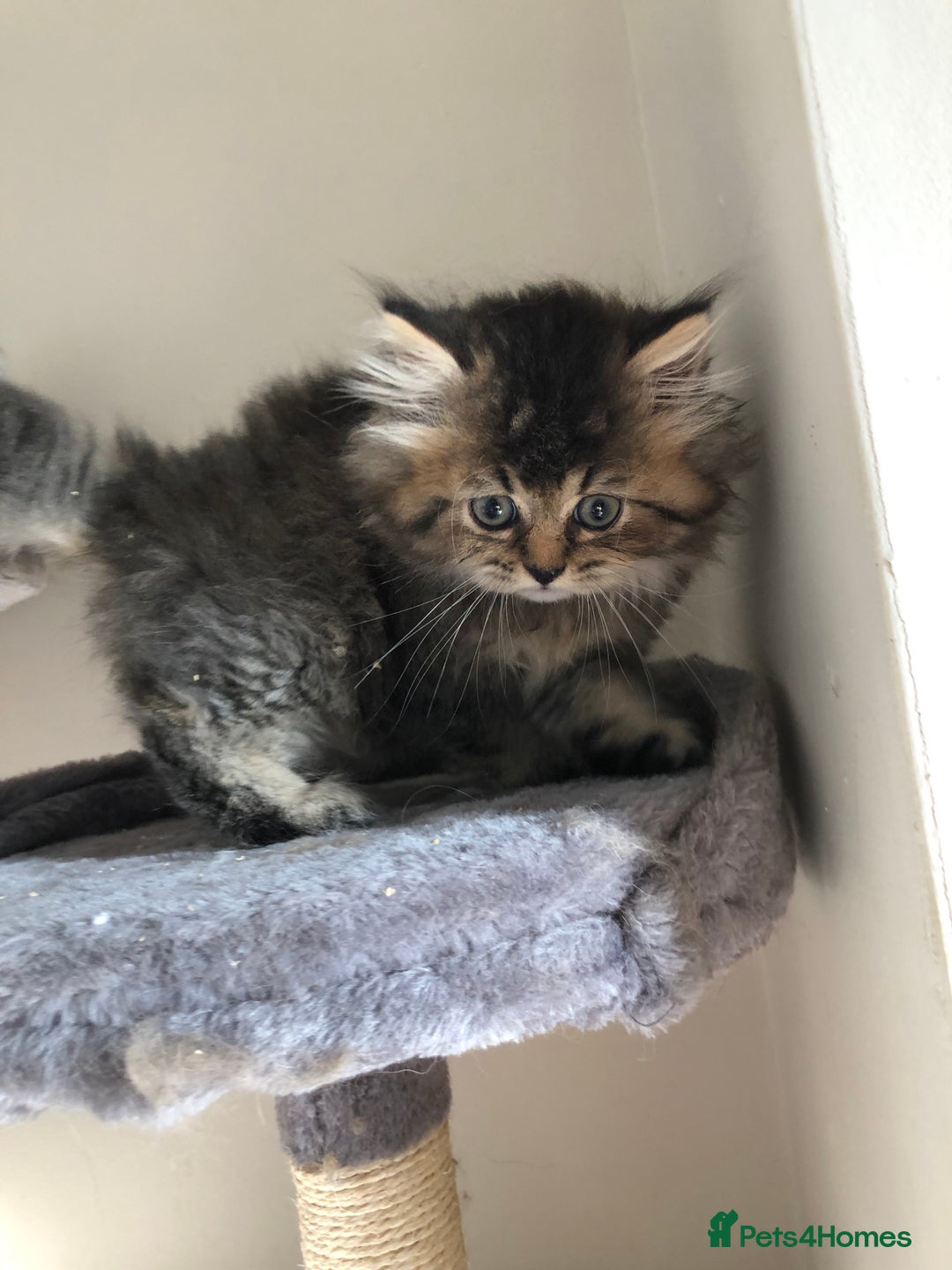 British Longhair cats for sale: British long hair kittens for sale  - Image 14