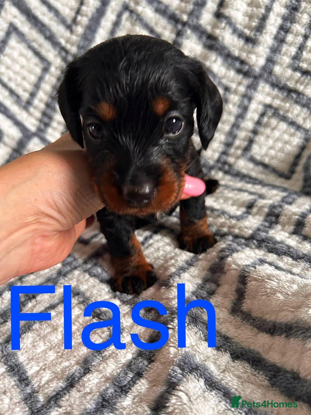 Mixed Breed dogs for sale: Doxiepoo Puppies For Sale  - Image 4