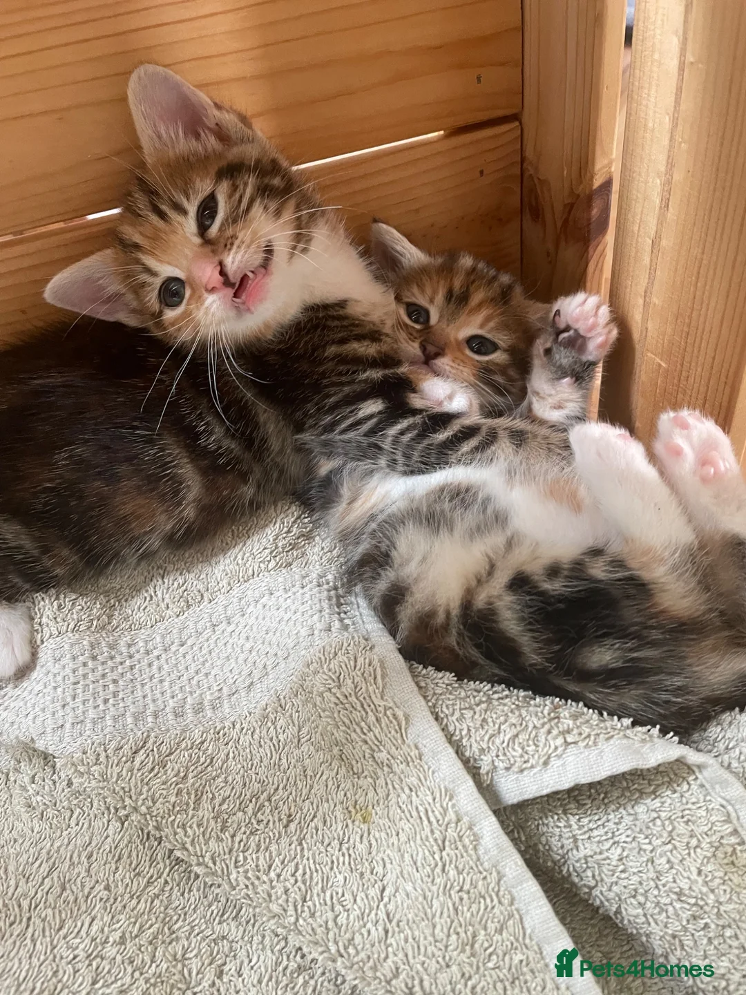 Mixed Breed cats for sale: Kittens for sale  in Pontypridd - Advert 5