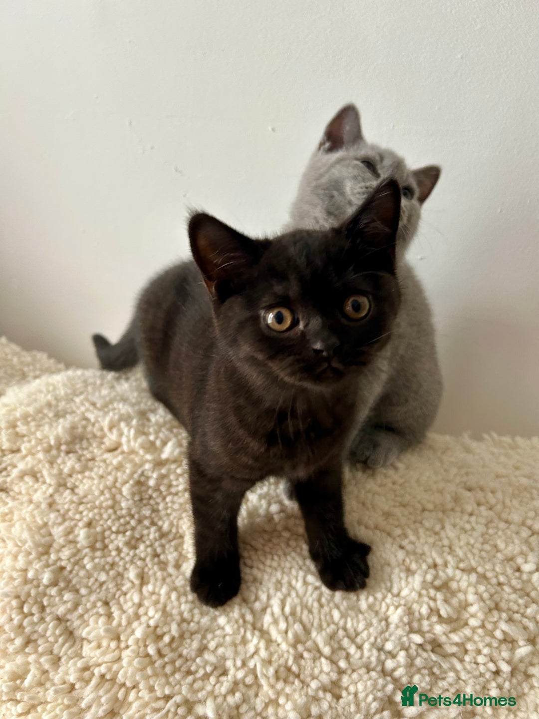 British Shorthair cats for sale: Ready to go pure breed British shorthair kittens - Image 5