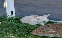Netherland Dwarf rabbits for sale: Various Netherland Dwarfs available from £20 - Image 5