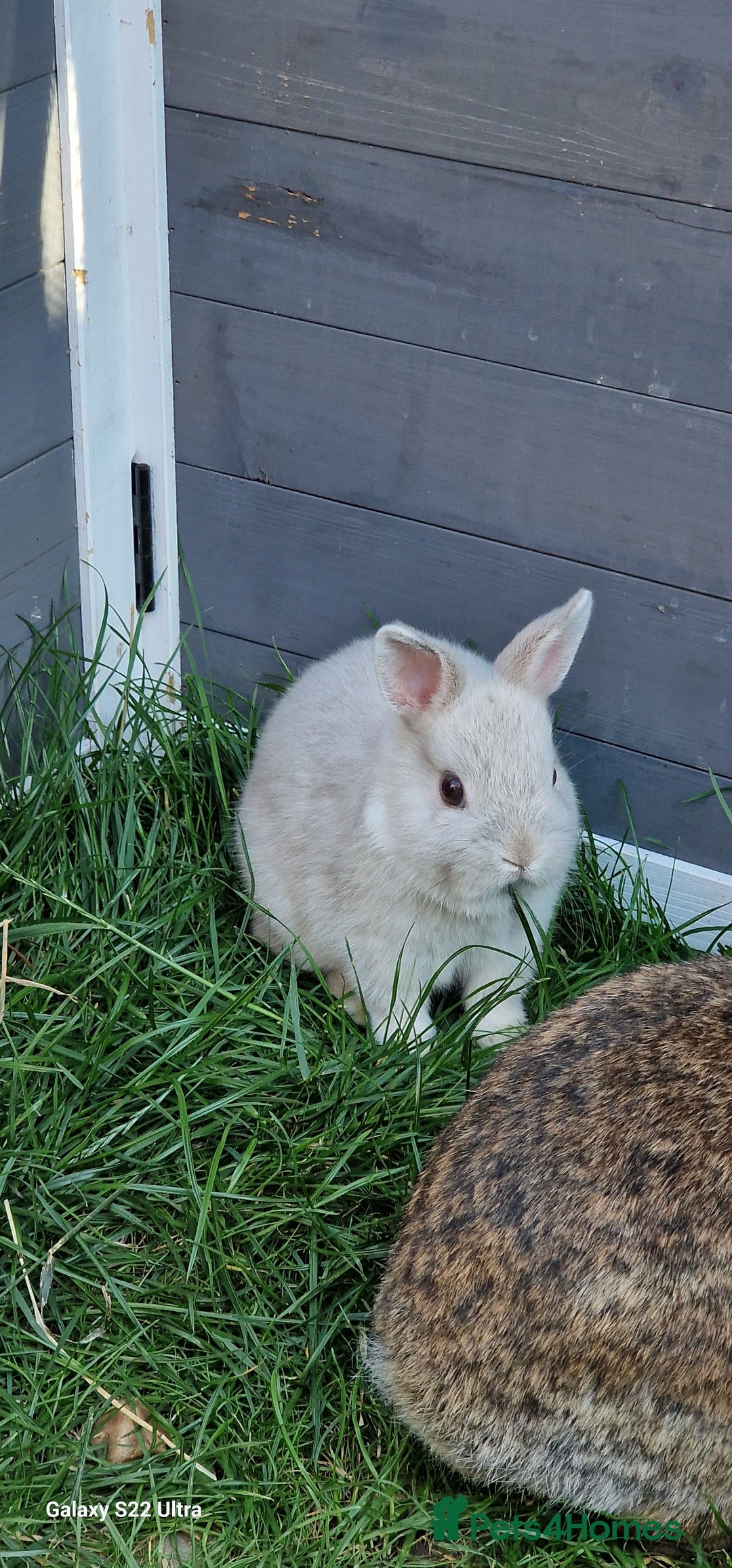 Netherland Dwarf rabbits for sale: Various Netherland Dwarfs available from £20 - Image 5