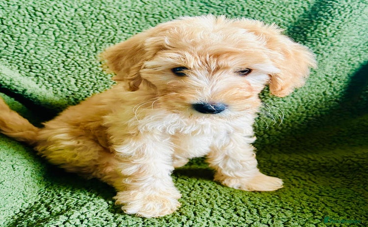 Labradoodle dogs - Advert 1