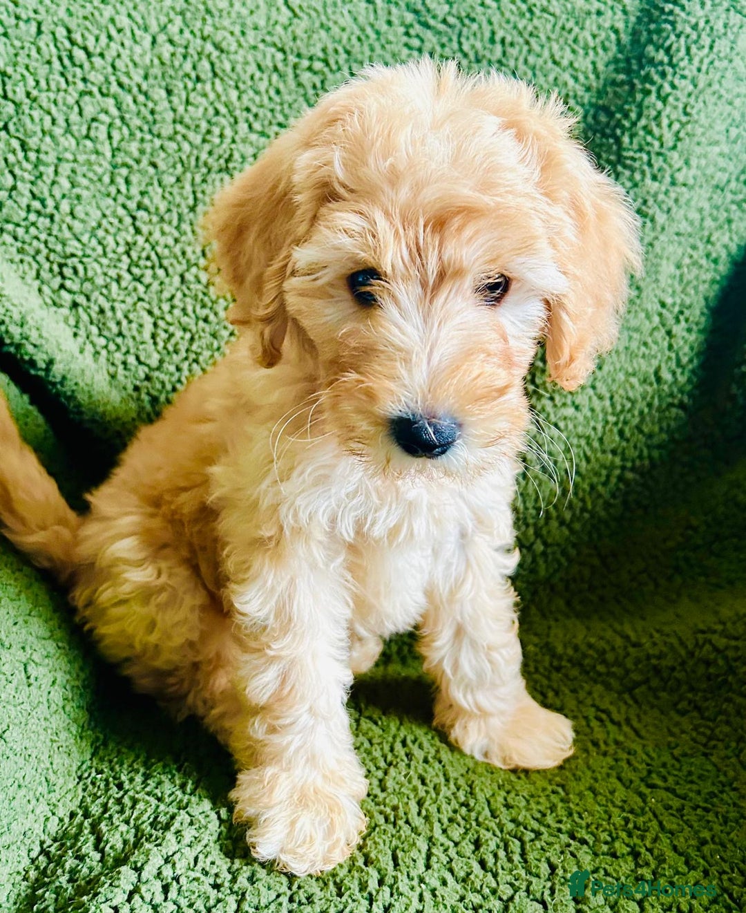 Labradoodle dogs for sale:  Adorable 🥰 Miniature Labradoodle Puppies F2B  - Image 5